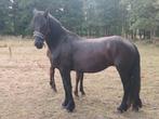 Fries merries, Dieren en Toebehoren, Paarden