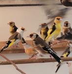 Middelgroot en klein distelvink, Dieren en Toebehoren, Vogels | Overige Vogels, Meerdere dieren, Geringd