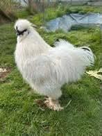 Zijdehoen haantje, Dieren en Toebehoren, Pluimvee