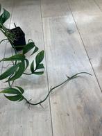 Monstera Subpinnata XL, Huis en Inrichting, Kamerplanten, Ophalen
