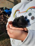 Mini cavia zeugje, Dieren en Toebehoren, Knaagdieren, Cavia