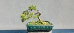 Juniperus bonsai, Ophalen