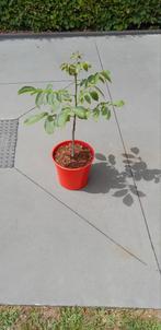 Notenboom, walnoten, Tuin en Terras, Ophalen, Minder dan 100 cm, Halfschaduw, Walnotenboom