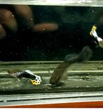 Black Body Blue Highfin. XXL vrouwtjes tot 8cm, Animaux & Accessoires, Poissons | Poissons d'aquarium