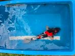 Doitsu Showa 45-50cm, Dieren en Toebehoren, Vissen | Vijvervissen