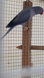 Halsbandparkiet, Dieren en Toebehoren, Vogels | Parkieten en Papegaaien, Geringd