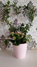 bloemensetje, Huis en Inrichting, Kamerplanten, Minder dan 100 cm, Halfschaduw, In pot, Bloeiende kamerplant