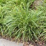 Carex Ice Dance, Ophalen, Halfschaduw