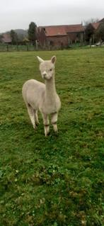 alpaca, Dieren en Toebehoren, Overige Dieren, Meerdere dieren