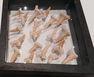 Dents de requin fossiles, Enlèvement ou Envoi