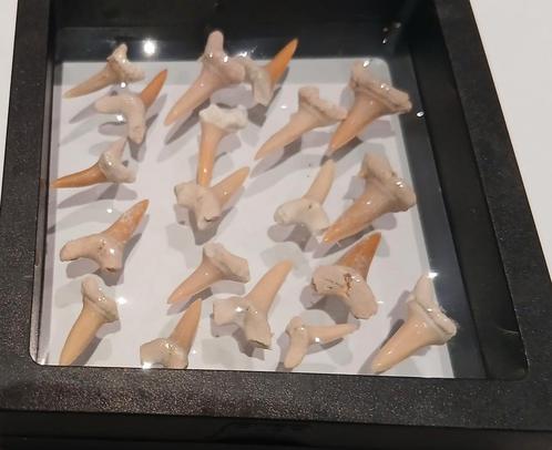 Fossiele haaientanden, Verzamelen, Mineralen en Fossielen, Ophalen of Verzenden