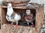 Kweekkoppel, Animaux & Accessoires, Oiseaux | Pigeons