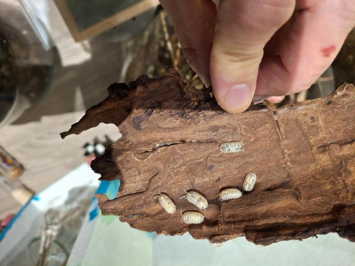 Pissebedden - verschillende soorten, Dieren en Toebehoren, Insecten en Spinnen, Overige soorten