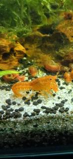 Cpo ecrevisse naine, Dieren en Toebehoren, Vissen | Aquariumvissen, Kreeft, Krab of Garnaal, Zoetwatervis