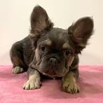 FLUFFY Franse Bulldog - pups te koop, Dieren en Toebehoren, 15 weken tot 1 jaar, Buitenland, CDV (hondenziekte), Meerdere