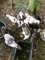 Barberie eenden 10weken, Dieren en Toebehoren, Pluimvee