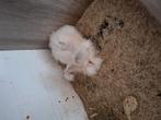 Grote engelse angora, Dieren en Toebehoren, Knaagdieren, Maart, Meerdere dieren