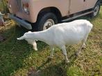 Geit witte van saanen, Dieren en Toebehoren
