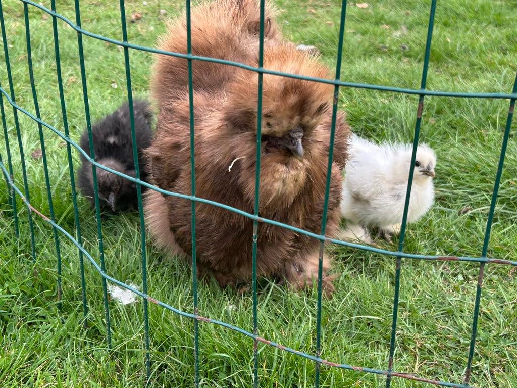 2 kuikens van zijdehoen te koop (6 weken oud), Geslacht onbekend, Kip