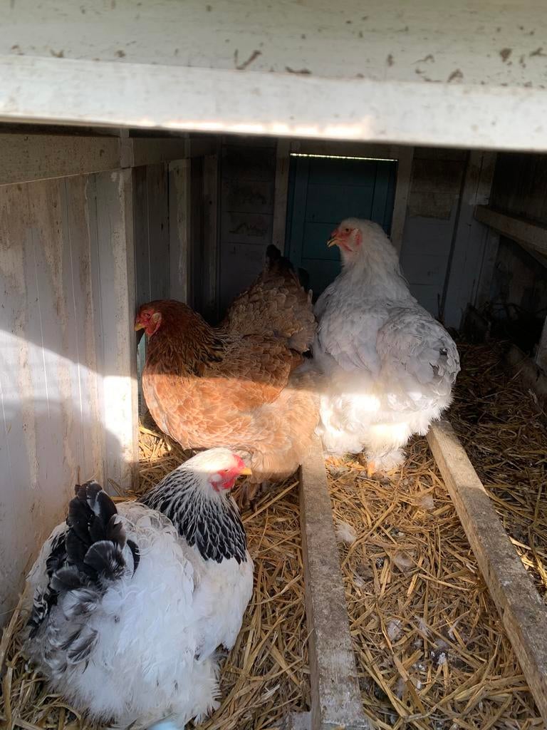 Oeufs fécondés de Brahma pure race à vendre, Plusieurs animaux, Poule ou poulet