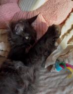 Prachtig black smoke maine coon poesje met stamboom 🌸💗., Poes, Met stamboom, 0 tot 2 jaar