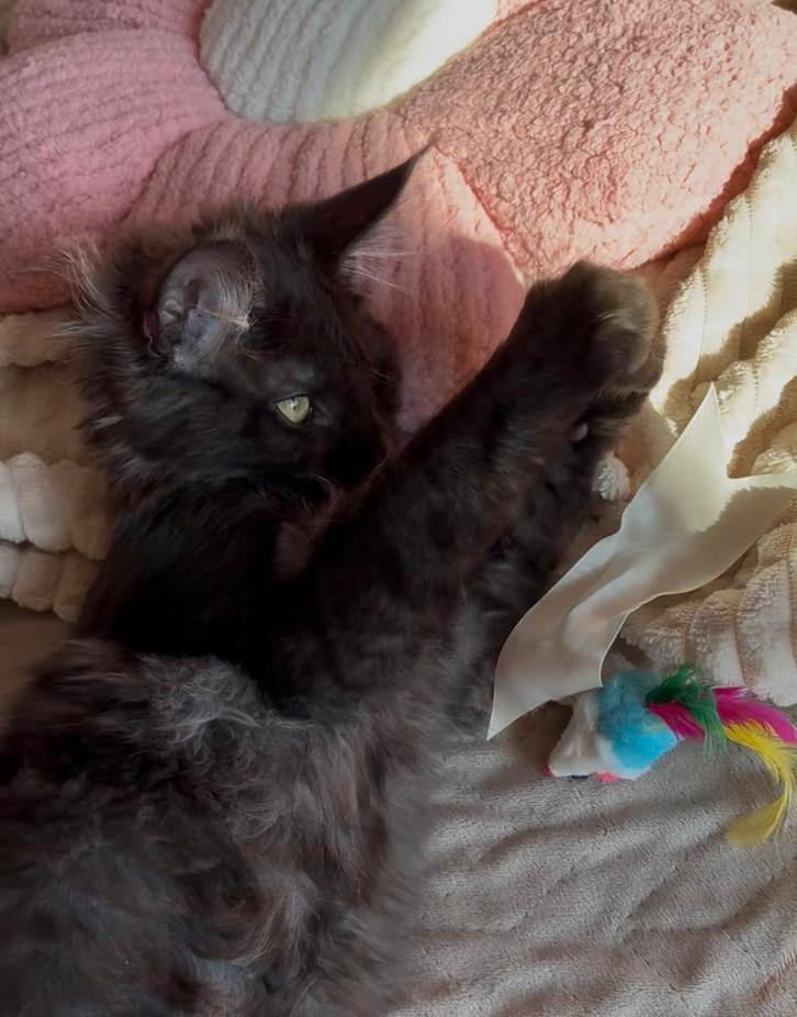 Prachtig black smoke maine coon poesje met stamboom 🌸💗., Dieren en Toebehoren, Katten en Kittens | Raskatten | Korthaar, Poes