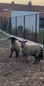 2 jeunes béliers, Animaux & Accessoires, Mâle