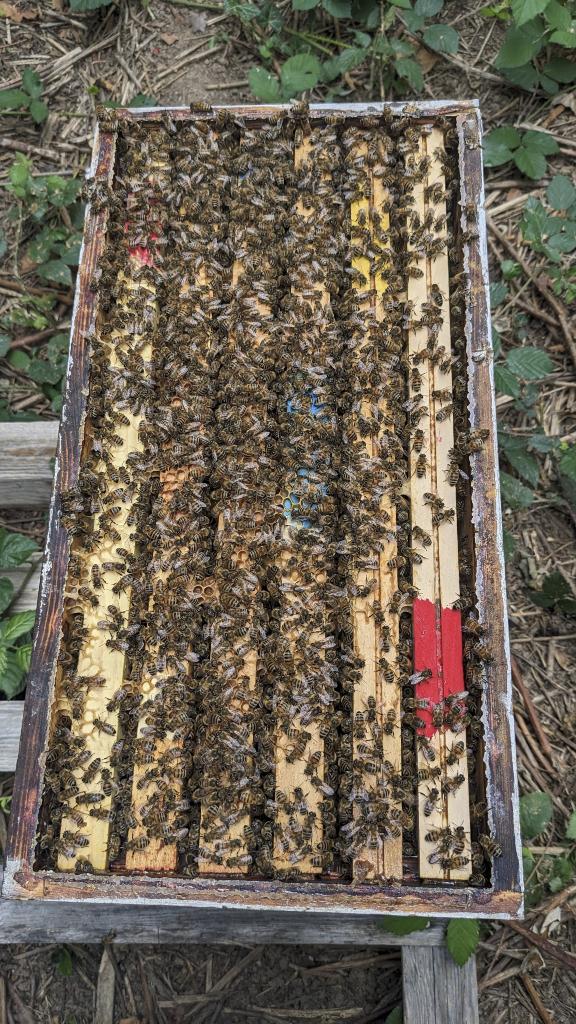 essaims d'abeilles buckfast sur 5 cadres disponibles, Ophalen