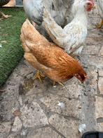 Poules pondeuses, Femelle, Poule ou poulet