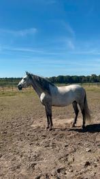 Bijzondere PRE ruin - 2017- lief karakter- mooie beweging, Cheval de dressage, Hongre, Moins de 160 cm, Avec pedigree
