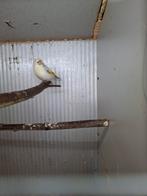 Major putter, Animaux & Accessoires, Oiseaux | Canaris