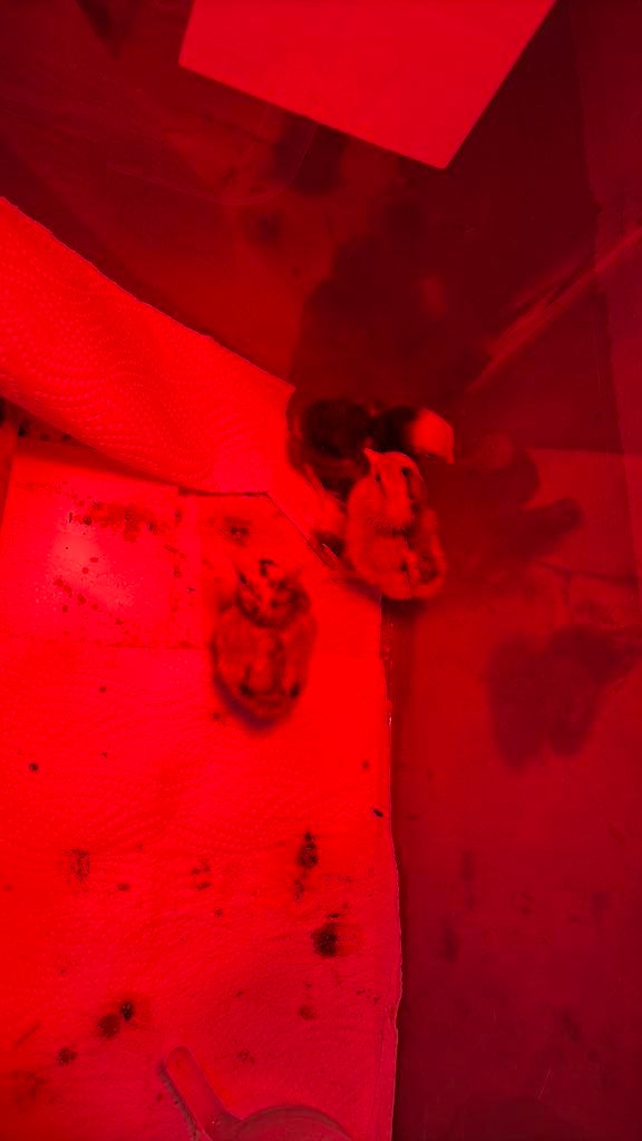 Kuikens, Animaux & Accessoires, Volatiles