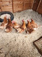 🖤KIPPEN 11 MAANDEN OUD 🖤🖤🖤🖤GEEN SMS 🖤ENKEL BELLEN🖤, Vrouwelijk, Kip