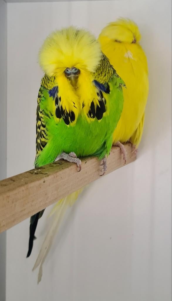 Champion anglais de perruches, oiseaux de qualité Top TT, Plusieurs animaux, Perruche, Bagué