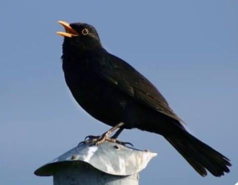 Merelman 2024, Geringd