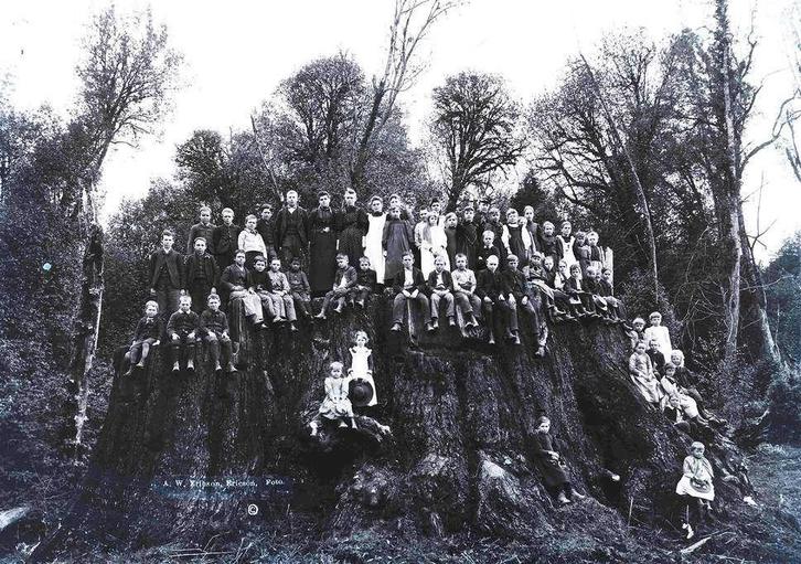 Coast Redwood bomen: hoogste boom ter wereld, 115 meter hoog, Tuin en Terras, Planten | Bomen, Overige soorten, 100 tot 250 cm