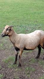 Kameroen schaap., Dieren en Toebehoren, Schapen, Geiten en Varkens, Vrouwelijk, Schaap, 0 tot 2 jaar