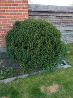 Gratis taxus, Tuin en Terras, Ophalen, Taxus