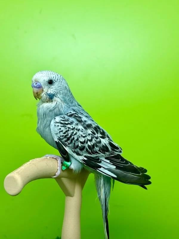 EAM/getemde golvende parkiet, Dieren en Toebehoren, Mannelijk, Parkiet, Tam