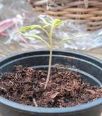 Honey moon F1 tomaat plantjes, Ophalen, Voorjaar, Volle zon, Zaad