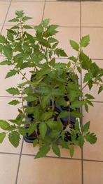 Tomatenplanten pyros, Ophalen, Zomer, Eenjarig, Groenteplanten