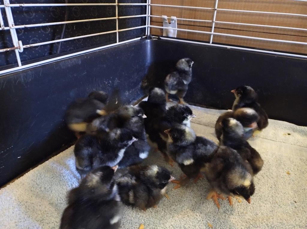 Mechelse koekoek kuikens, Dieren en Toebehoren, Pluimvee, Geslacht onbekend, Kip