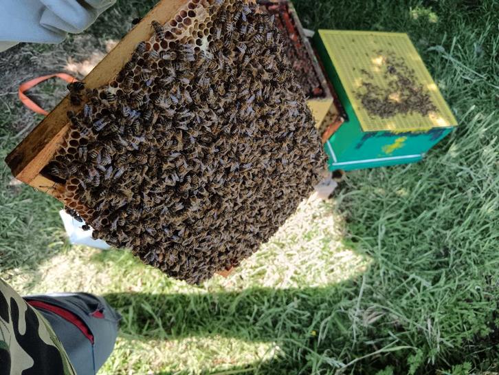 Colonie d'abeilles Carnica sur Simplex, Animaux & Accessoires, Insectes & Araignées, Abeilles