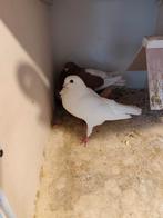 Figurita duiven, Dieren en Toebehoren, Vogels | Duiven, Meerdere dieren, Overige soorten