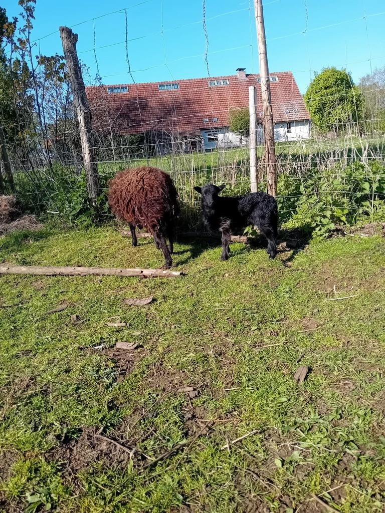 Zwart-bruin Quessant ooi met lam., Dieren en Toebehoren, Schaap