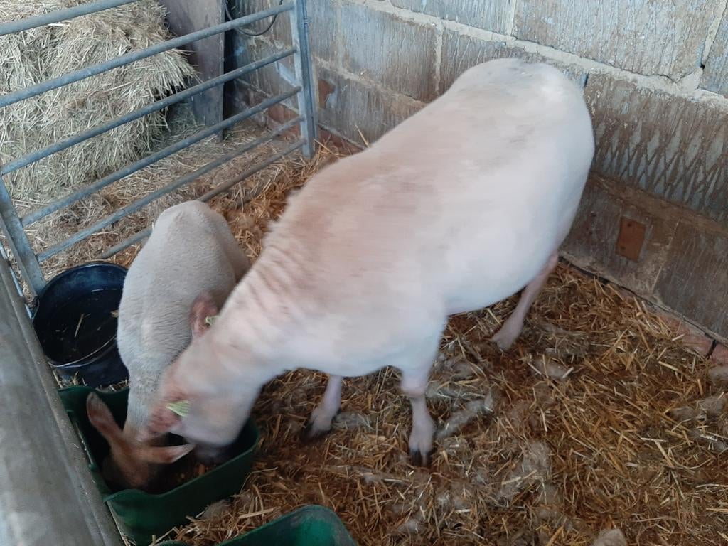 3 jarige ooi met lam, Dieren en Toebehoren, Schapen, Geiten en Varkens