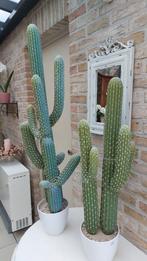 Cactus (faux), Enlèvement, Cactus