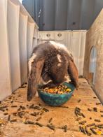 Franse hangoor voedster, Dieren en Toebehoren, Hangoor