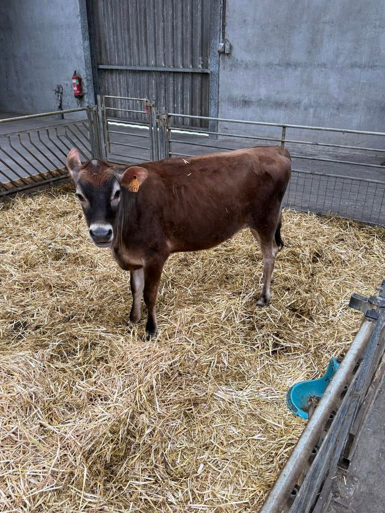 Jersey, Dieren en Toebehoren, Runderen