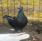 Mooi duiven, Animaux & Accessoires